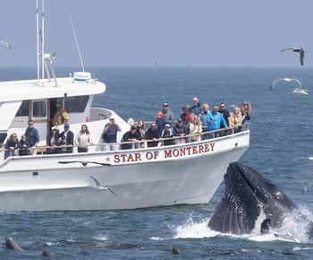 Monterey: Monterey Bay Dolphin and Whale Watching Boat Tour