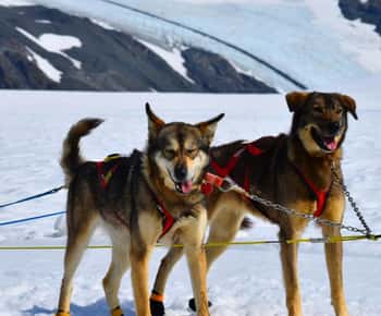 Seward, Alaska: Helicopter Glacier Dog Sledding Adventure