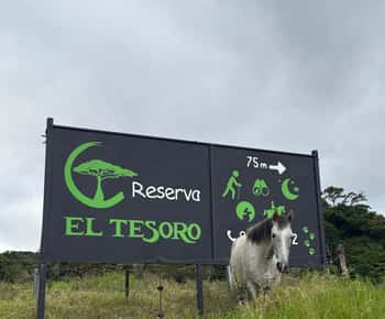 Monteverde: Passeggiata a cavallo