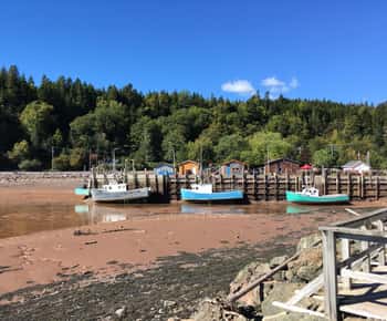 From Saint John: Bay of Fundy Bus Trip for Cruise Passengers