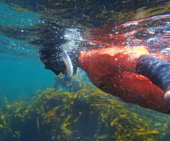 Cidade do Cabo: Snorkel guiado pela Great African Sea Forest
