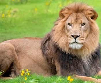 New Orleans: Audubon Zoo Ticket and Combination Option