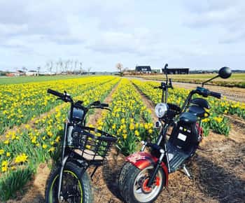 Hillegom: E-Scooter or E-Bike Rental in the Bulb Region
