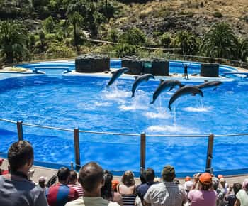 Billet pour le parc Palmitos avec spectacle de dauphins et d'oiseaux