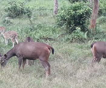 Chitwan Day Tour ( Canoeing+Jungle Walk+ Jeep Safari )