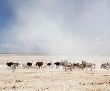 3 Days Etosha National Park Guided Experience