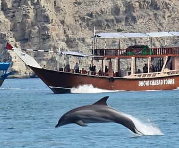 Khasab: Crociera di mezza giornata in Dhow, osservazione dei delfini e snorkeling