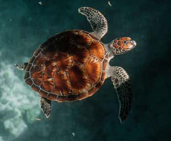 Zanzibar:Swimming with turtles in salaam cave