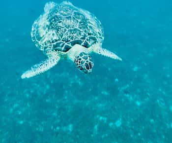 Martinique : Découverte des tortues et anses coraliennes