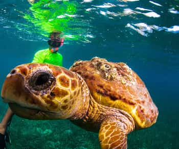 Snorkelen met roggen, haaien en schildpadden op een tropisch eiland