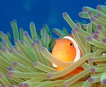 From Naha Scuba Diving Trip in Kerama(for certified divers)