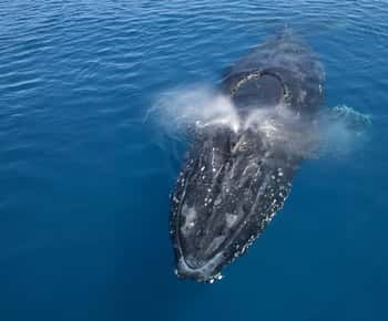 Noosa: Humpback Whale Watching Tour