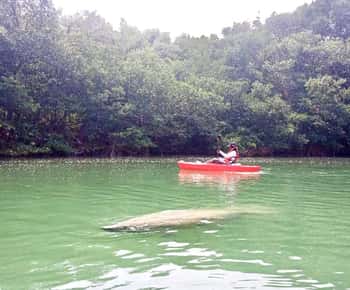 Miami: Manatee Seizoen Paddleboard of Kajak Tour