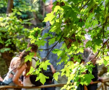 Rhodos: Schmetterlingstal Halbtagestour mit dem Bus