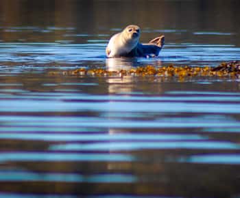 Oeste de Suecia: Remar con focas