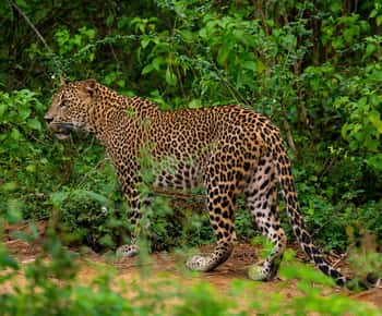 Wilpattu National Park: Morning or Afternoon Safari
