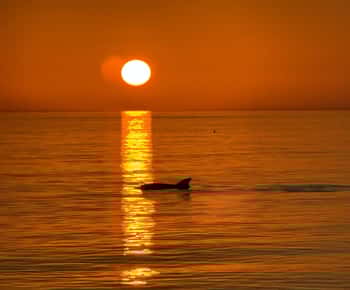 Clearwater Beach: crociera al tramonto con avvistamento dei delfini