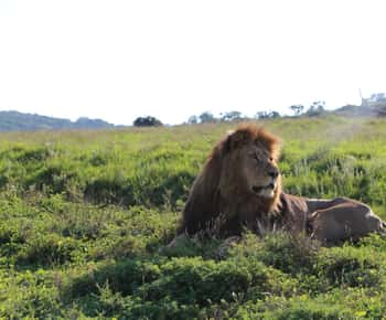 Port Elizabeth: Schotia Private Game Reserve Safari