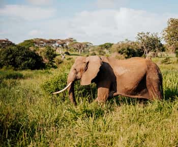 From Arusha: 12-Day Safari and Beach Luxury Tour