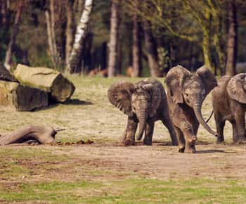 Bilhete de entrada Safaripark Beekse Bergen