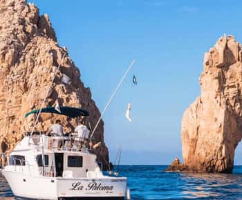 Cabo San Lucas: Charter de pesca do Bertram "La Paloma" de 33 pés