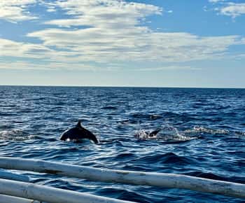 Bohol Balicasag Is Privat tur och delfinskådning