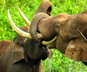 Coimbatore to Hill Station & Wildlife Safari Day Tour