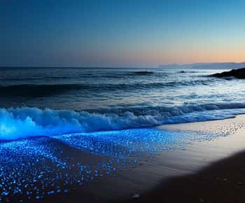 Vieques: Kajaksejlads i den bioluminescente bugt med klar bund