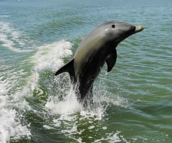 Marco Island: 2-Hour Dolphin, Birding, and Shelling Tour