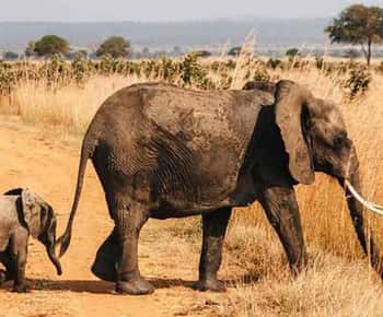 Zanzibar: 2-Day Mikumi National Park Safari with Flights