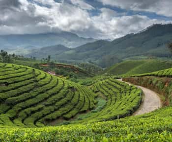 4 Days Kerala Hills and Backwaters Tour
