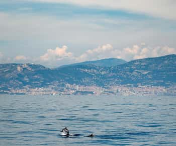 Monako: Deniz Memelilerini İzleme Tekne Gezisi