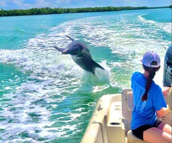 Marco Island: Private Shelling & Dolphin Excursion