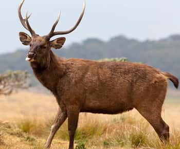 Parco nazionale delle pianure di Horton da Nuwara Elia Tour in tuk tuk