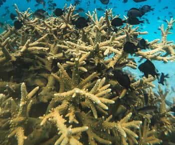 Koh Kood or Koh Rang: Snorkeling trip with lunch & transfer