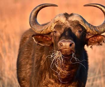 Zanzibar: 3 Days 2 Nights Mikumi Safari and Maasai Tour