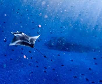 From Bali: Nusa Penida Snorkel 3 Spots w/ GoPro & Kayak tour