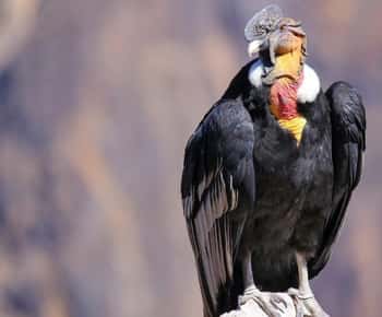 From Arequipa: 1-Day Guided Tour to Colca Canyon with Meals