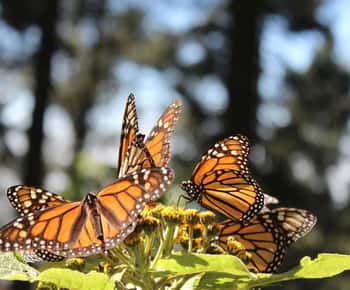 Mexico-Stad: monarchvlinders, Sierra Chincua en Angangueo