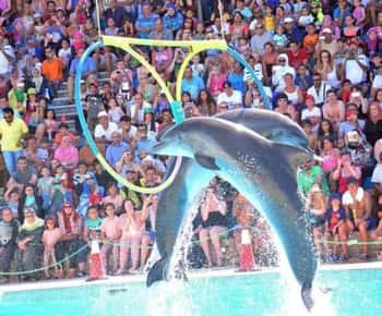 Sharm El-Sheikh: Delfinupplevelse eller simning