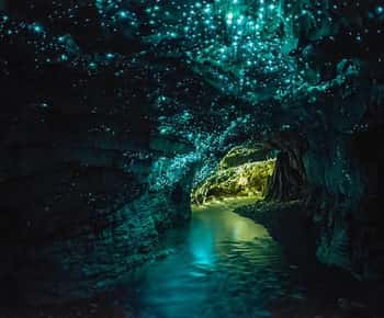 De Auckland: Viagem de 1 dia para Waitomo Glow Worm Caves