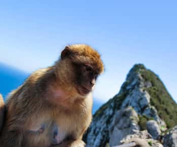 Desde Málaga: Excursión de un día a Gibraltar