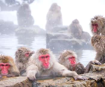 From Tokyo/Nagano : Private Snow Monkeys Park Full Day Trip