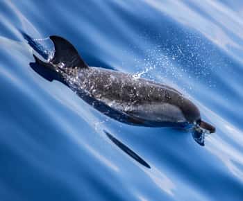 Fra Villefranche-sur-Mer: Guidet delfin-observationstur
