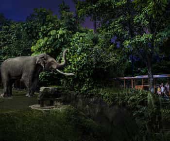 Night Safari and Tram Ride Ticket