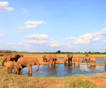 1 Day Tsavo East National Park, Wildlife Safari- Kenya