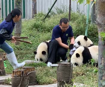 Chengdu: Volunteer Day Experience at Dujiangyan Panda base