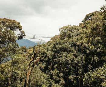 NYUNGWE: Nyungwe National Park Canopy Walk