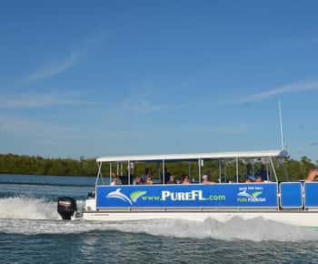 Dolphin Watch/Eco Cruise