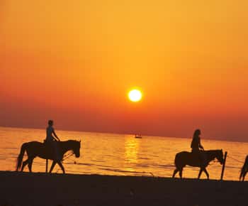 Djerba : 2 hours Horse Riding